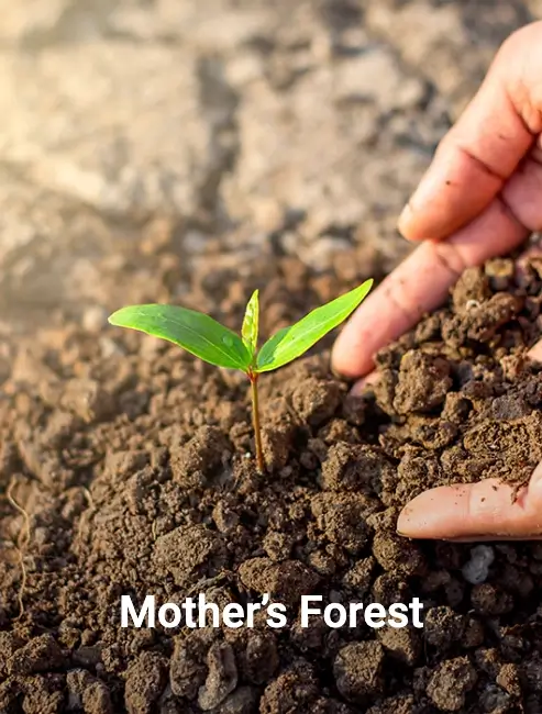 Mothers Forest